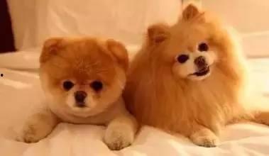 狗狗最新爆料文案,宠物界的最新爆料大公开！